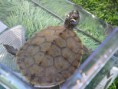 /album/mundo-tortuga/dsc04074-jpg/