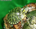 /album/mundo-tortuga/jasd-jpg/