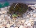 /album/mundo-tortuga/jhbdc-jpg/