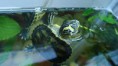 /album/mundo-tortuga/jhbrf-jpg/